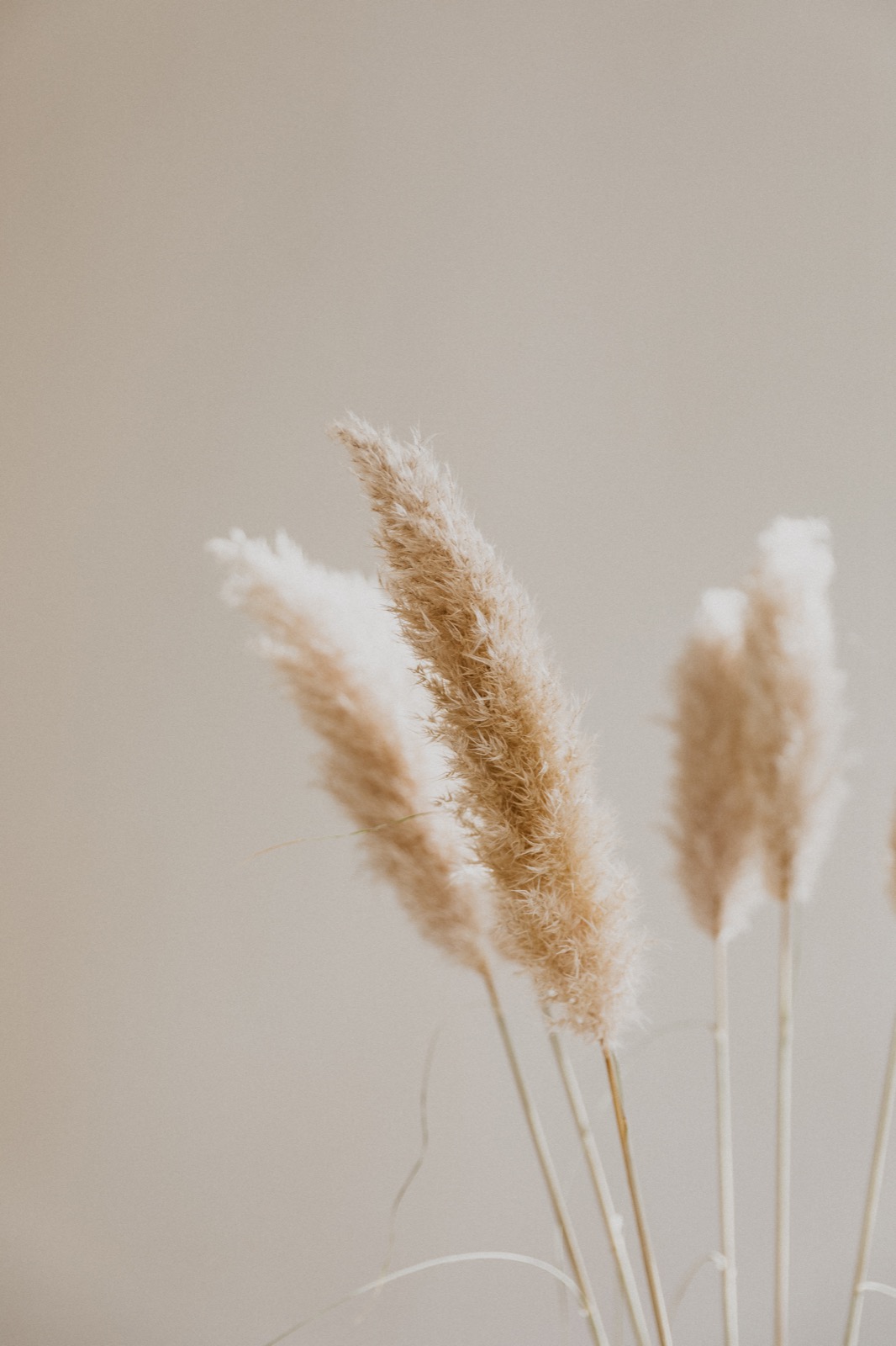 Reed plumes against a beige wall