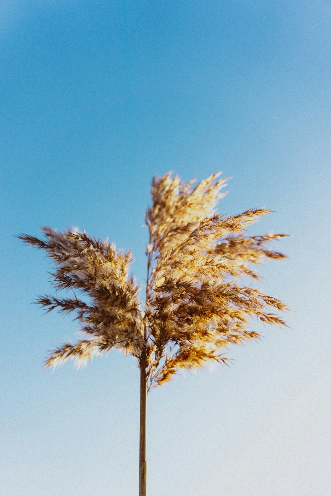 A single reed plume against a blue sky