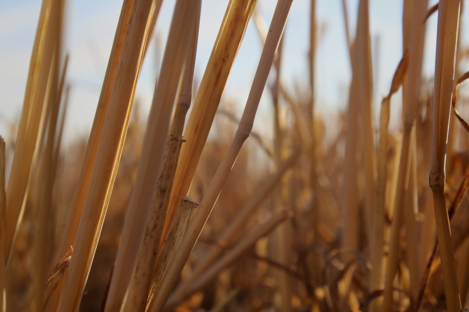 Dry reed stalks up close