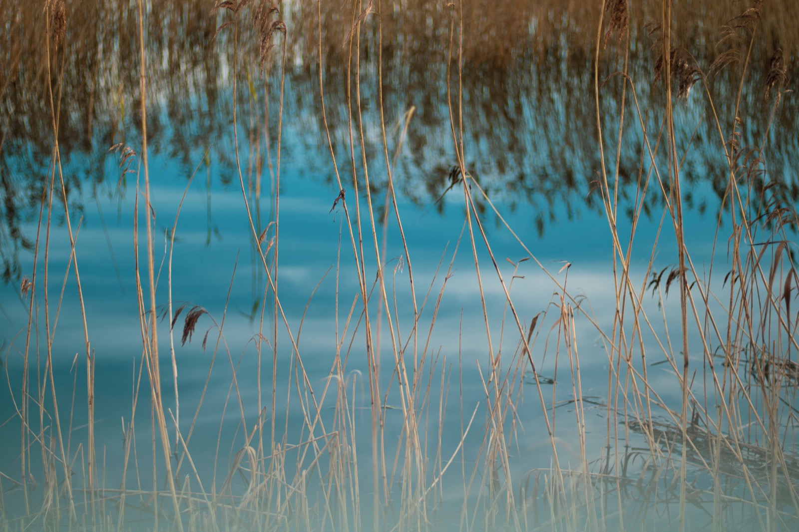 Thin reeds over pale blue water